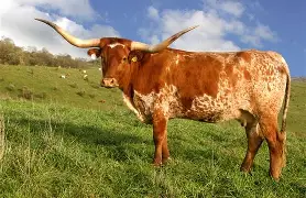 texas longhorn